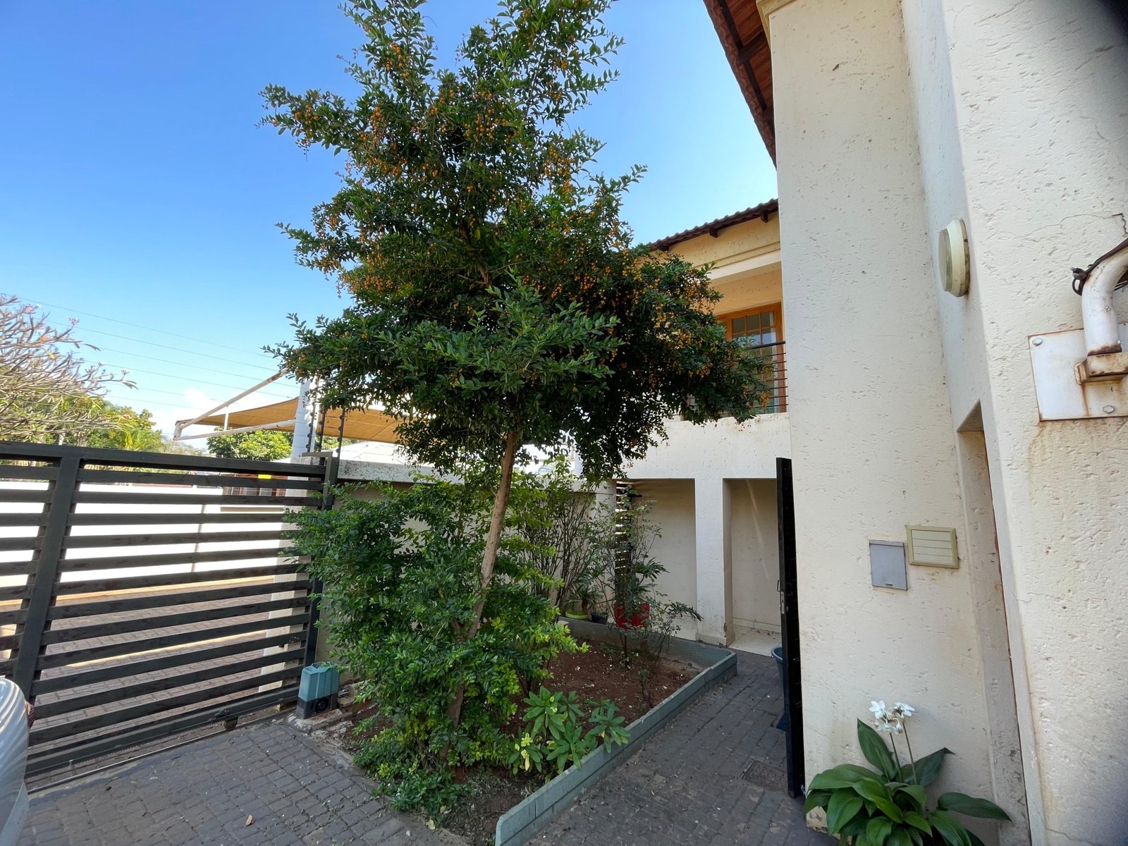 Silver palms3